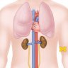 Anatomy: Cardiovascular, Respiratory and Urinary Systems
