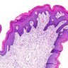 Histology: Using Microscopy to Study Anatomy and Identify Disease