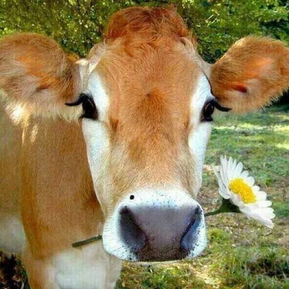 cute-cow.jpg