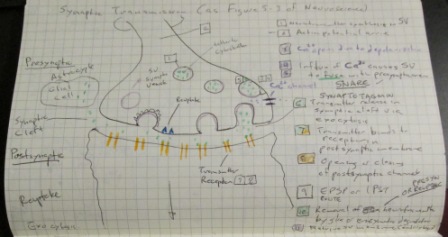 SynapseDraw2z.jpg