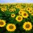 Sunflowerxoxo