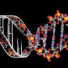 DNA: Biology’s Genetic Code