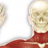 Anatomy: Musculoskeletal and Integumentary Systems