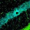 Experimental Methods in Systems Biology