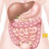 Anatomy: Gastrointestinal, Reproductive and Endocrine Systems